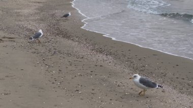 Bir grup martı Palavas-les-Flots kumsalında yürüyor ve sakin, bulutlu bir gökyüzü altında dağınık deniz kabukları, Akdeniz, Fransa