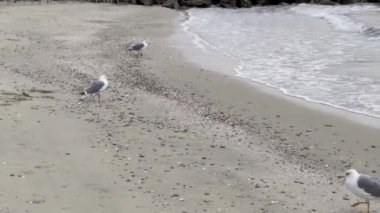 Bir grup martı Palavas-les-Flots kumsalında yürüyor ve sakin, bulutlu bir gökyüzü altında dağınık deniz kabukları, Akdeniz, Fransa