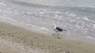 Martı, sakin bir kıyı sabahında, Fransa 'nın Akdeniz kıyısında, yumuşak dalgalar ve dağınık deniz kabuklarıyla Palavas-les-Flots kumsalında geziniyor.