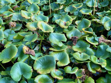 Nilüfer yaprakları ve nilüfer bitkileriyle dolu bereketli bir gölet, çeşitli yeşil yapraklar ve kurumuş tohumlar sergiliyor, doğal güneş ışığında canlı bir sulak alan yaratıyor.