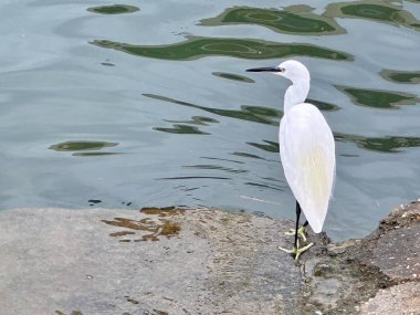 Sakin, dalgalı suların kıyılarında duran zarif beyaz balıkçıl, doğal yaşam ortamında narin tüyler ve sakin duruş sergiliyor.