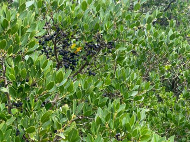 Doğal Yaşam Alanında Yeşil Yapraklar ve Olgun Mavi Çilekler (Rhamnus alaternus)