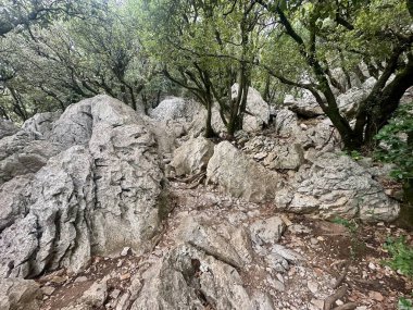 Rugged Rocky Forest Trail Surrounded by Dense Greenery and Limestone Formations in the Wilderness Near Pic Saint-Loup, Southern France clipart