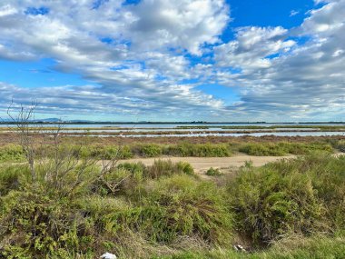 Tranquil Landscape of tang du Mejean with Flamingos in Natural Wetlands near Montpellier clipart