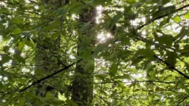 Parlak Güneş Işığı Yoğun Yeşil Ağaç tepe örtüsünde Parlak Merceklerle ve Doğal Orman Ormanıyla Filtreleniyor