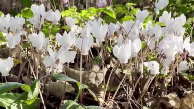 Sonbahar boyunca gölgeli bir ormanlık alanda çiçek açan Cyclamen hederifolium 'un yakın ve geniş bir görüntüsü, sarmaşık ve yapraklarla çevrili pembe ve beyaz çiçekler sergiliyor.