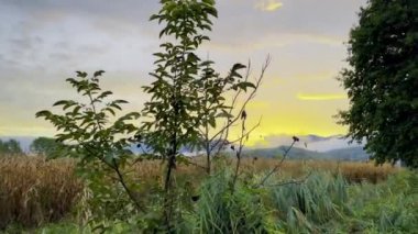 Fransa 'nın başkenti Soultz-Haut-Rhin' de Cornfields, Rolling Hills, Church Spire ve Misty Vosges Dağları ile Sunset 'teki Idyllic Kırsal Arazi