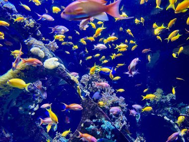 Parlak Sarı ve Pembe Anthias ile canlı bir mercan resif akvaryumunda yüzen renkli tropikal balık okulu