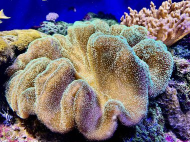 Geniş Deri Mercanın Yakın Çekimi Karmaşık desenleri ve gür resif akvaryumundaki canlı renkleriyle