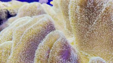 Geniş Deri Mercanın Yakın Çekimi Karmaşık desenleri ve gür resif akvaryumundaki canlı renkleriyle