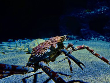 Close-Up of a Japanese Spider Crab in a Marine Aquarium with Sandy Bottom and Rocky Background in Underwater Lighting clipart