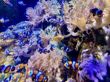 Vibrant School of Clownfish Swimming Among Colorful Sea Anemones in a Tropical Coral Reef Aquarium clipart