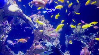 Parlak Sarı ve Pembe Anthias ile canlı bir mercan resif akvaryumunda yüzen renkli tropikal balık okulu