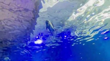 Dalgalanan suyun altında yüzen tek bir balığın olduğu soyut sualtı görüntüsü mavi ve mor tonlarda yansıyarak ışık çarpıtmalarıyla gerçeküstü bir su manzarası yaratıyor.