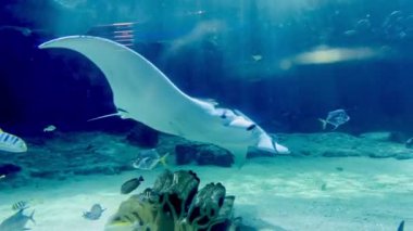 Görkemli Manta Işını, çeşitli tropikal balık ve mercan görüntüleriyle bir akvaryumda kumlu bir deniz yatağının üzerinde zarafetle süzülüyor.