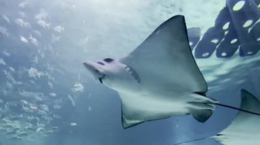 Görkemli Manta Işını, çeşitli tropikal balık ve mercan görüntüleriyle bir akvaryumda kumlu bir deniz yatağının üzerinde zarafetle süzülüyor.