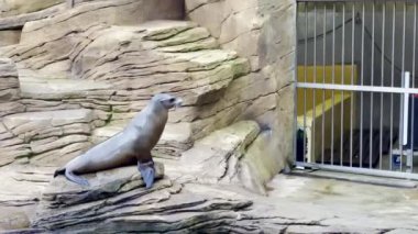 Deniz Aslanı Esir Hayvanat Bahçesi 'nde Bir Kafesin Yakınındaki Kayalık Yüzeyde Dinleniyor