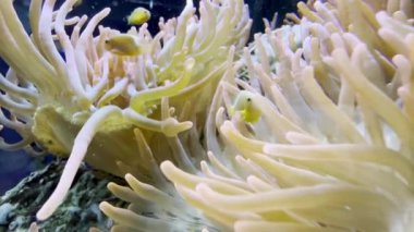 Parlak Portakal Balığı Bir Akvaryumda Canlı Deniz Anemonu Dokunaçları Arasında Saklanıyor