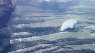 Zarif bir deniz aslanının berrak bir akvaryumda yüzüşünün büyüleyici sualtı görüntüsü