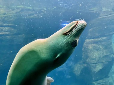 Captivating Underwater View of a Graceful Sea Lion Swimming in a Clear Aquarium Habitat clipart