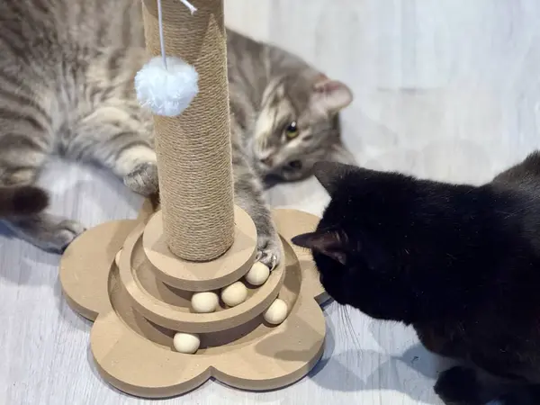 İki Kedi Arasında Oyuncu Etkileşimi, Bir Siyah ve Bir Tekir Gri, ve Tahta Kedi Bulmaca Oyuncak Bir Tırmalama Postası Taşaklı