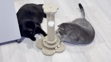 İki Kedi Arasında Oyuncu Etkileşimi, Bir Siyah ve Bir Tekir Gri, ve Tahta Kedi Bulmaca Oyuncak Bir Tırmalama Postası Taşaklı