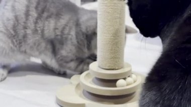 İki Kedi Arasında Oyuncu Etkileşimi, Bir Siyah ve Bir Tekir Gri, ve Tahta Kedi Bulmaca Oyuncak Bir Tırmalama Postası Taşaklı