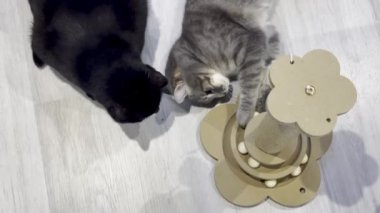 İki Kedi Arasında Oyuncu Etkileşimi, Bir Siyah ve Bir Tekir Gri, ve Tahta Kedi Bulmaca Oyuncak Bir Tırmalama Postası Taşaklı