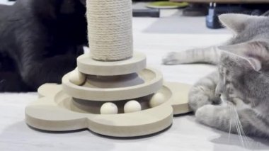 İki Kedi Arasında Oyuncu Etkileşimi, Bir Siyah ve Bir Tekir Gri, ve Tahta Kedi Bulmaca Oyuncak Bir Tırmalama Postası Taşaklı