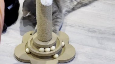 İki Kedi Arasında Oyuncu Etkileşimi, Bir Siyah ve Bir Tekir Gri, ve Tahta Kedi Bulmaca Oyuncak Bir Tırmalama Postası Taşaklı
