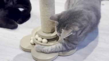 İki Kedi Arasında Oyuncu Etkileşimi, Bir Siyah ve Bir Tekir Gri, ve Tahta Kedi Bulmaca Oyuncak Bir Tırmalama Postası Taşaklı