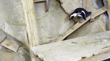 Afrika Pengueni, Rocky Arazisi ile Hayvanat Bahçesindeki Ahşap Rampada Kayıyor