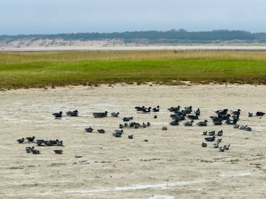 Baie d 'Authie' de Baie d 'Authie ile çevrili bir av havzasında sahte ördekler Berck yakınlarında, Somme, Fransa