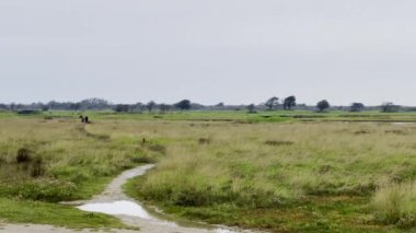 Ekim 'de Berck, Somme, Fransa yakınlarındaki Baie d' Authie 'de, Manzaralı Sonbahar Bataklığı Yolu' nda At Yürüyen Kadın Sürücü