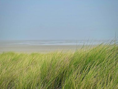 Berck, Fransa yakınlarındaki Authie Körfezi 'nde sisli bir gökyüzünün altında geniş gelgit düzlüklerine bakan yemyeşil marram otlarıyla kaplı sahil kum tepeleri sakin ve huzurlu bir doğal manzara yaratıyor.