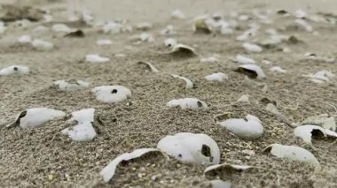 Loveniidae iskeletleri kumlu kumsala saçılmış, karmaşık delikli desenler, doğal erozyon ve deniz omurgasızlarının kırılgan kalıntıları sergilenmektedir.