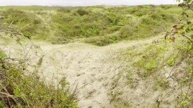 Kum erozyonu yolu yemyeşil bir kumul manzarası altında bulutlu bir gökyüzü altında doğal arazi oluşumu, bitki örtüsü ve rüzgar ve suyun kıyı ekosistemleri üzerindeki etkilerini gösteriyor.