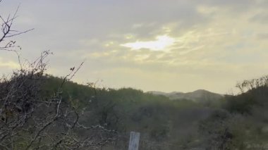 Gün batımında yumuşak altın güneş ışığıyla aydınlatılan dramatik bulutlu gökyüzü, doğal bitki örtüsü ve sakin atmosferli, huzurlu bir tepede, yoğun bir çalılık ve ağaç siluetinin üzerinde.