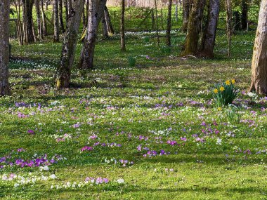 Vosges, Fransa 'da bahar ormanları berraklaşıyor. Çok renkli Primula vulgaris halısı ve küçük bir sarı Narcissus pseudonarissus kümesi benekli güneş ışığı altında çiçek açıyor.