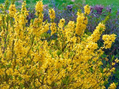 Yoğun çiçek açan Forsythia çalıları, parlak sarı yıldız şekilli çiçeklerle kaplı kavisli dallar ve bahar bahçesinin erken saatlerinde çekilmiş yeşil yapraklar.