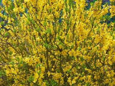 Yoğun çiçek açan Forsythia çalıları, parlak sarı yıldız şekilli çiçeklerle kaplı kavisli dallar ve bahar bahçesinin erken saatlerinde çekilmiş yeşil yapraklar.