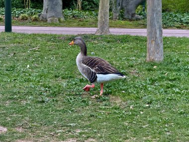 Greylag kaz ağaç gövdelerinin yanında yeşil çimenlerde yürüyor ve bahar zamanı bir parktaki asfalt yolda zarif tüyler, pembe bacaklar ve doğal bir doğal yaşam alanı sergiliyor.