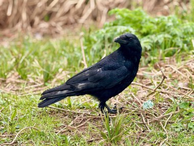 Yeşil çimlerin üzerinde duran siyah karga vahşi doğal bir ortamda arka planda kurumuş dallar ve bitkilerle, detaylı tüyleri ve zeki ifadesini bahar başlarında gösterir.