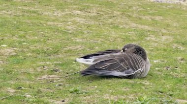 Parlak turuncu gaga ve detaylı tüy desenleri ile çimenli zeminde dinlenen Greylag kaz, sakin bir bahar günü huzurlu bir doğal park ortamında yakalandı