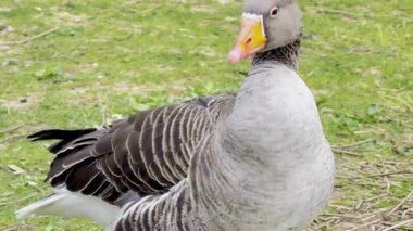 Greylag kaz doğal bir ortamda tüylerini yeşil çimenlere serpiyor, gagasını kullanarak bahar aylarında sakin bir zamanda tüylerini temizliyor ve bakımını yapıyor.