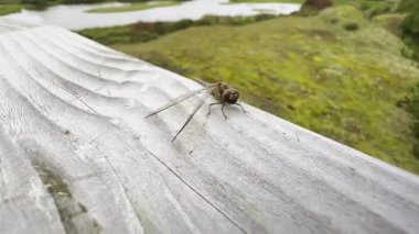 Yusufçuk sineğinin dış yüzeyde dinlendiği yakın plan, ayrıntılı kanatlar ve hassas böcek vücut yapısı, doğal güzellik, sükunet, vahşi yaşam, doğa fotoğrafçılığı konsepti.