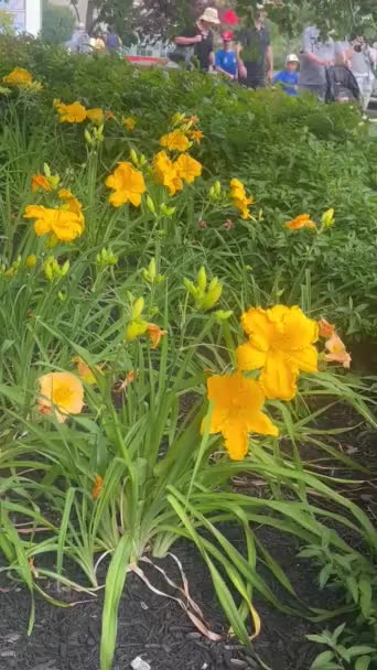Hermoso Video Flores Amarillas Bonita Vista — Vídeo de stock