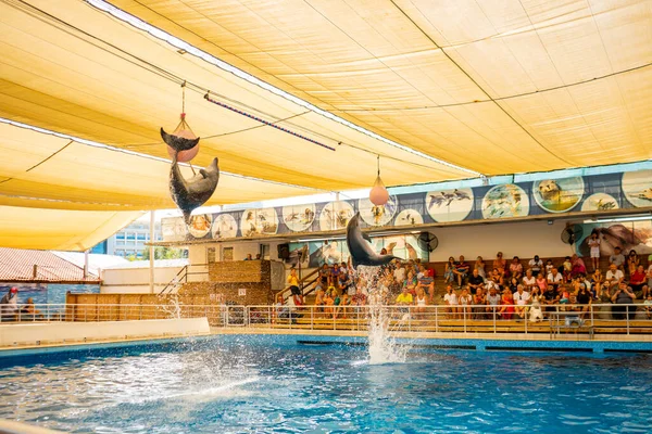 Antalya Turcja Września 2022 Pokaż Delfinami Cytryną Morską Aksu Delfinarium — Zdjęcie stockowe
