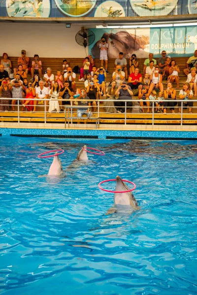 Antalya Turkey September 2022 Show Dolphins Sea Leon Aksu Dolphinarium — Stock Photo, Image