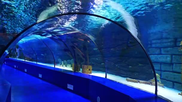 Unterwasseransicht Des Aquariums Mit Dem Längsten Panoramatunnel Der Welt Antalya — Stockvideo